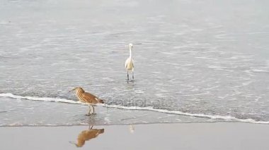 Heron bir tropikal deniz plaj