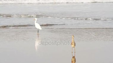 Heron bir tropikal deniz plaj