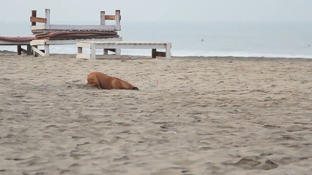 Собака копає пісок на пляжі — стокове відео
