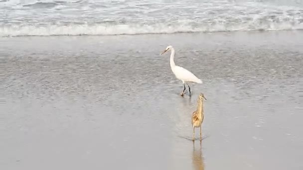 Garza en una playa de mar tropical — Vídeo de stock