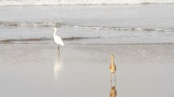 苍鹭热带海的海滩上 — 图库视频影像