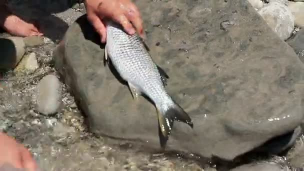 Hombre Destripando Salmonetes Frescos — Vídeo de stock