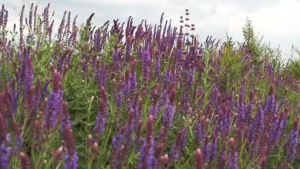 Paarse lavendelbloemen in het veld — Stockvideo