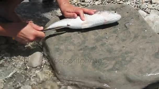 一个男人掏空新鲜鲻鱼 — 图库视频影像