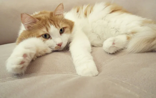 Kırmızı ve beyaz kedi kanepede dinleniyor — Stok fotoğraf