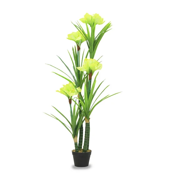 Big dracaena palm in a pot isolated over white — Stock Photo, Image