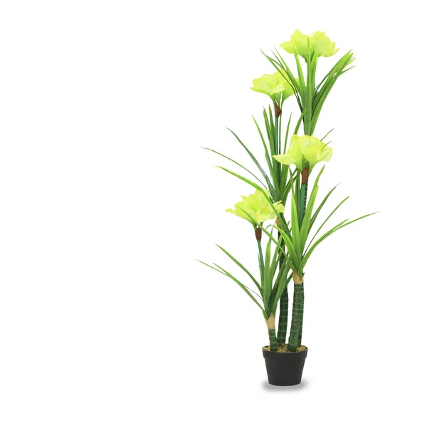 Große Dracaena Palme Einem Topf Isoliert Über Weiß — Stockfoto