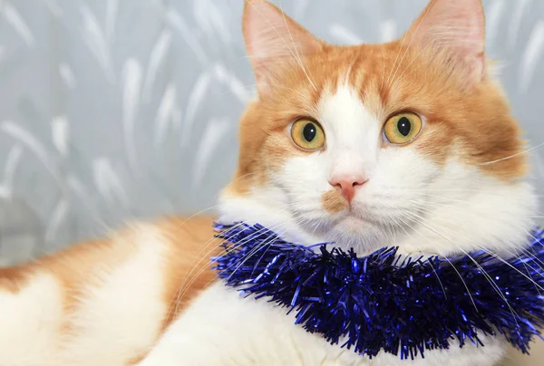 Gracioso gato rojo y blanco con decoración de oropel de Navidad — Foto de Stock