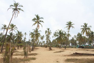 Sandy Beach Palm sokak