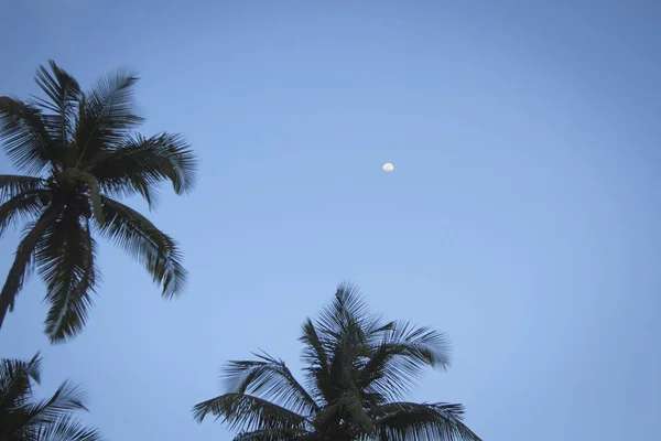 Kokosnøttpalmer Himmel Med Måne – stockfoto