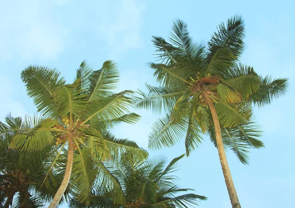 Kokosnoot palmbomen en lucht — Stockfoto