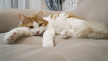 Kırmızı ve beyaz kedi kanepede dinleniyor