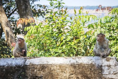 Maymun aile tropikal ormanda