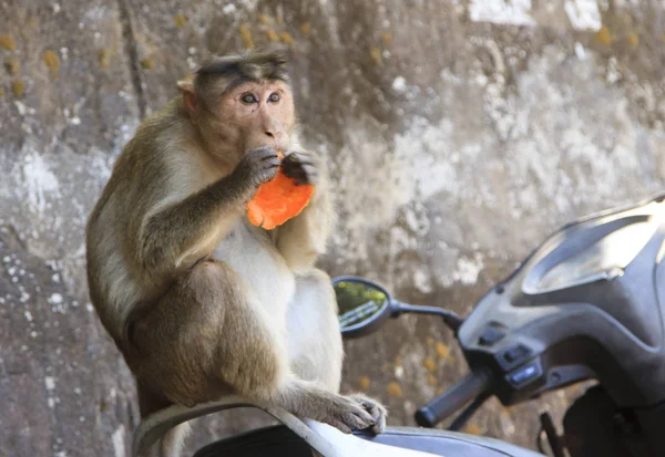 Monkey sits on the motorcycle seat and eats an orange — Stock Photo, Image