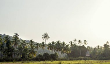 Eski bir Hindu tapınağı bir palm ormanın derinliklerinde
