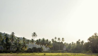 Eski bir Hindu tapınağı bir palm ormanın derinliklerinde
