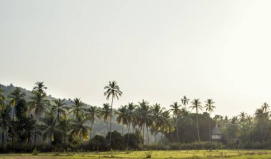 Eski bir Hindu tapınağı bir palm ormanın derinliklerinde