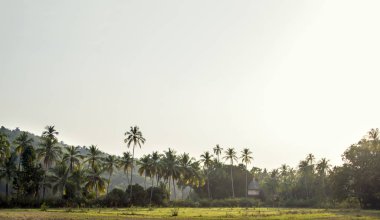 Eski bir Hindu tapınağı bir palm ormanın derinliklerinde