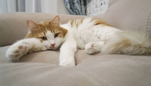 Rojo y blanco gato está descansando en el sofá — Foto de Stock