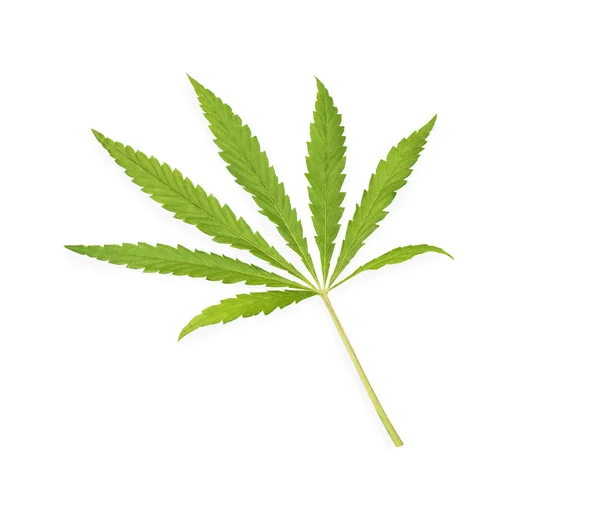 Folha Cannabis Maconha Isolada Sobre Fundo Branco — Fotografia de Stock