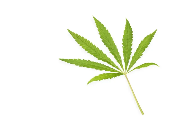 Foglia Cannabis Marijuana Isolata Sfondo Bianco — Foto Stock