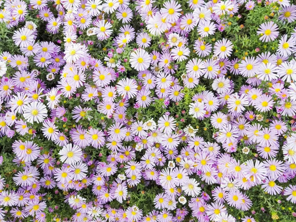 Sonbahar Aster, bahçede büyüyen menekşe çiçeği — Stok fotoğraf