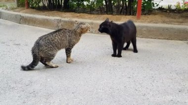 Miyavlayan ve kükreyen iki kedi birbirleriyle kavga eder.