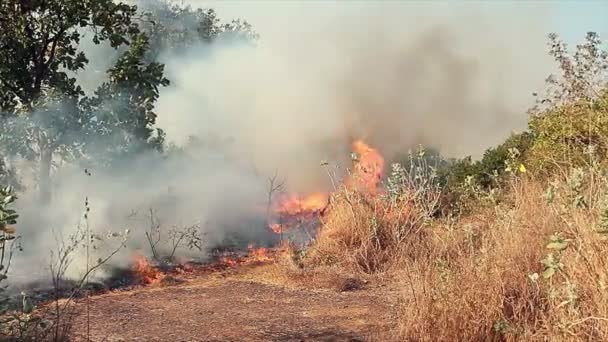 Μαίνοντας Και Μαίνεται Μεγάλη Φωτιά Στο Δάσος — Αρχείο Βίντεο