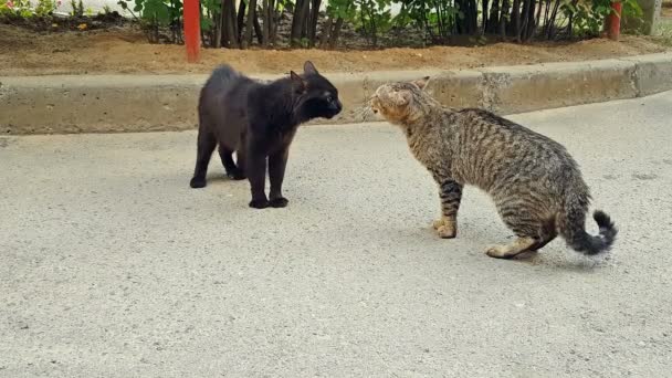 Dos Gatos Con Maullido Rugido Pelean Entre — Vídeos de Stock