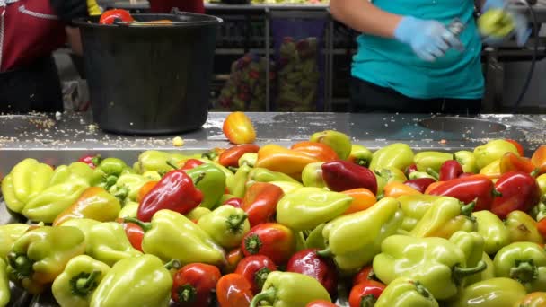 Pimienta Bulgara Dulce Línea Procesamiento Utiliza Limpieza Manual — Vídeo de stock