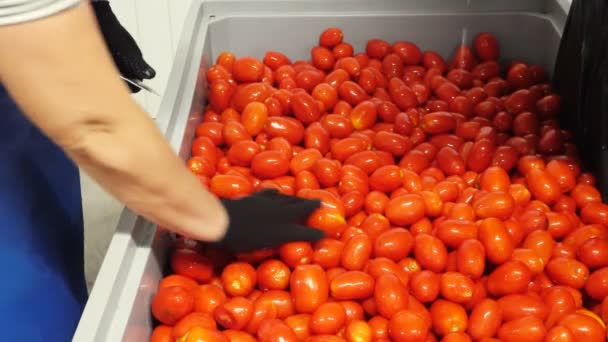 Rote Tomaten Auf Der Verarbeitungslinie Manuelle Reinigung Wird Verwendet — Stockvideo