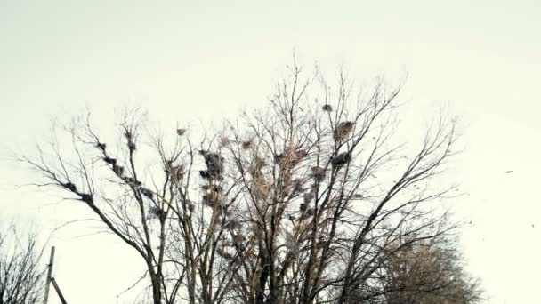Una Bandada Cuervos Cantando Vuela Sobre Árbol Con Nidos — Vídeos de Stock