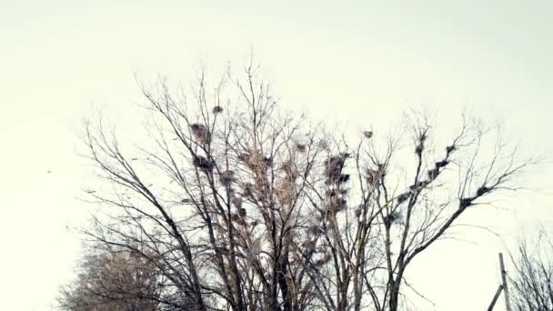 Una Bandada Cuervos Cantando Vuela Sobre Árbol Con Nidos — Vídeo de stock