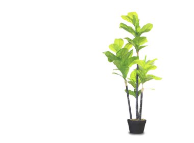 Beyaz tencerede büyük bir draacaena palmiyesi