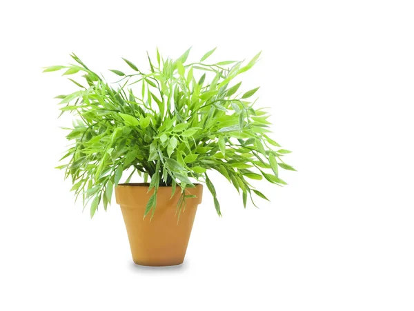 Bush dracaena in una pentola isolata su bianco — Foto Stock