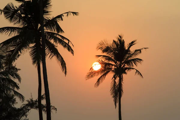 Palmetrær silhuett ved solnedgang – stockfoto