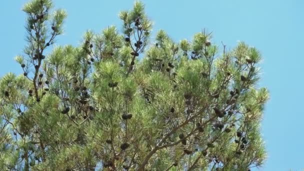branche de pin avec cône sur le vent au-dessus du ciel bleu 