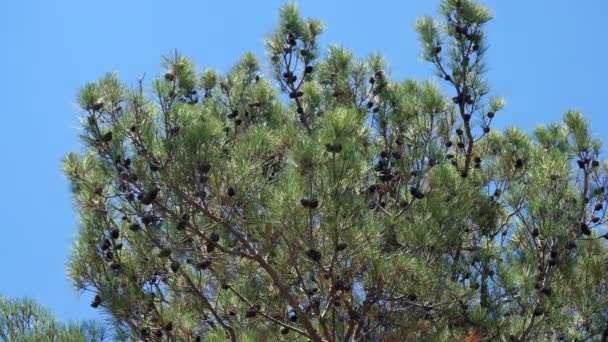 Ramo Pino Con Cono Sul Vento Sopra Cielo Blu — Video Stock