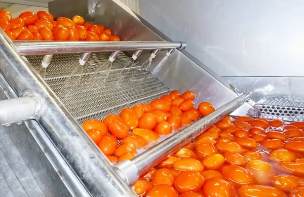 Los tomates rojos caen en tanques llenos de agua para lavar y venir Imagen De Stock