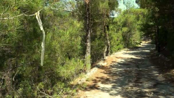 Wahrzeichen Einer Bergstraße Kiefernwald — Stockvideo