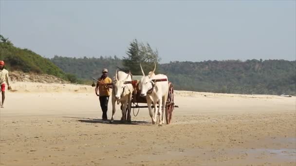 Maharashtra India March 2015 Unidentified Man Adjusts Bull Harnessed Cart — Stock Video