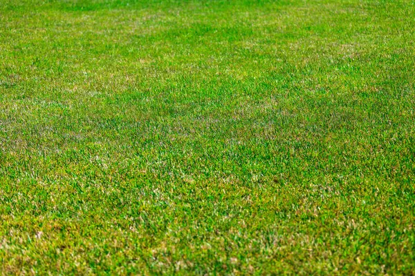 Green Grass Beautiful Field — Stock Photo, Image