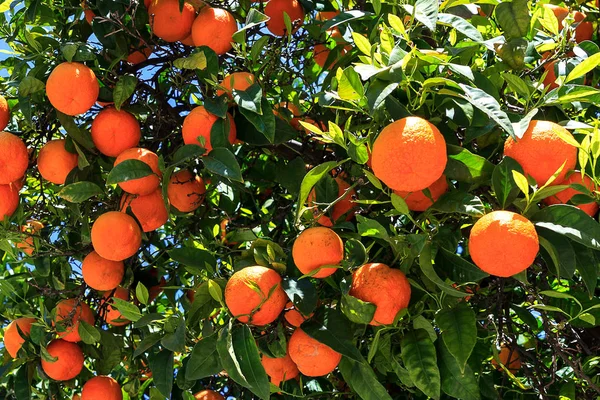 Laranjas na árvore — Fotografia de Stock