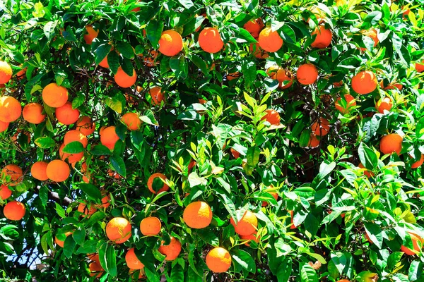 Orangen auf dem Baum — Stockfoto