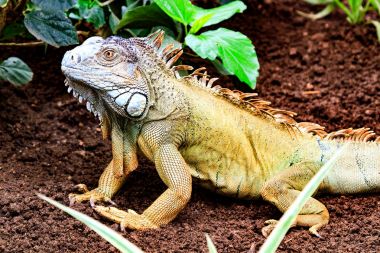 (iguana Iguana yeşil iguana)