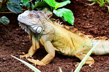The green iguana (Iguana iguana) clipart