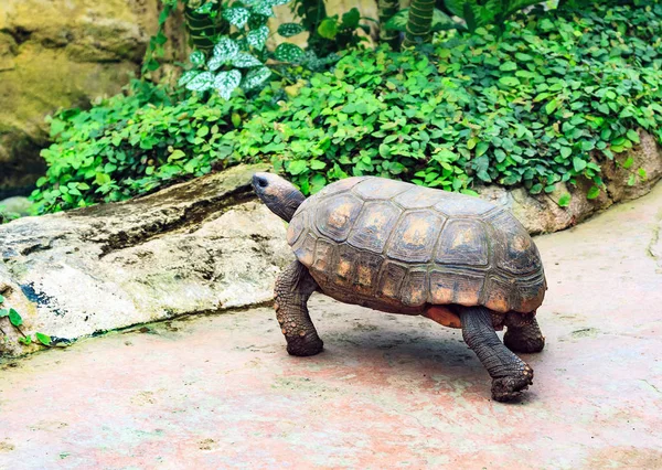 Большая черепаха в парке — стоковое фото