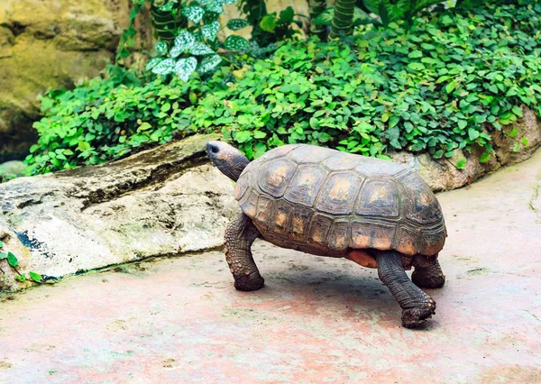 Big turtle in a park — Stock Image Big turtle in a park Stock Image