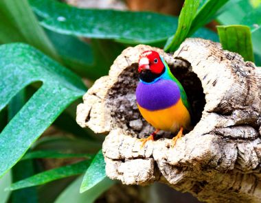 Bir ağaç (Chloebia gouldiae renkli kuş amadina)