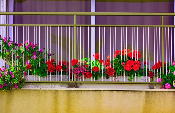 鲜艳的花朵，在 balkony 上 — 图库照片